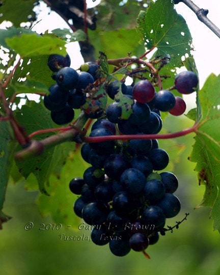 Vineyard - Grapes Number 2 - Fine Art Print 5 x 7 inches