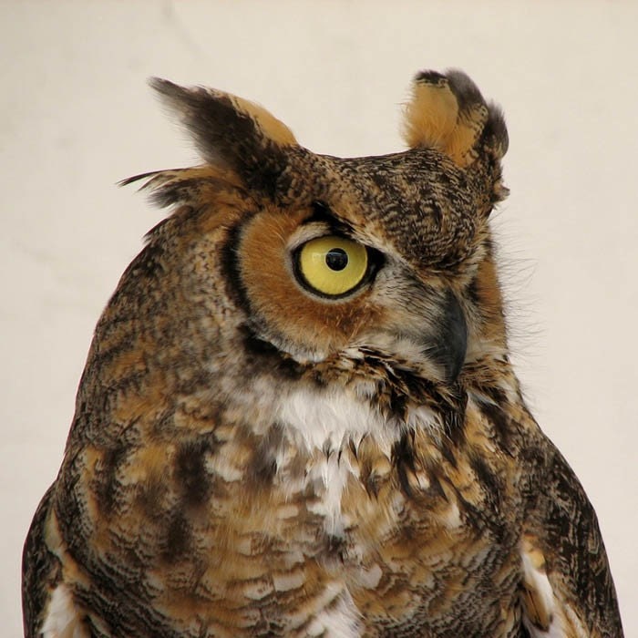 I'm Just Gonna Ignore You... Great Horned Owl Bubo virginianus Wildlife photography
