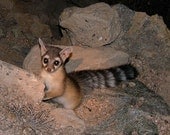 Wildlife photography The Ringtail Bassariscus astutus