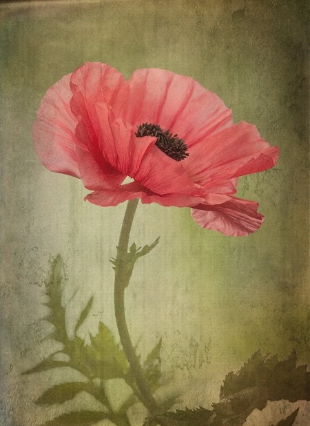 morning poppy... delicate flower vintage style garden photo by leaping gazelle