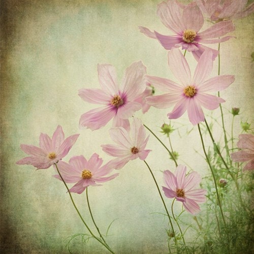 wind in your face... cosmos garden style photography by leapinggazelle
