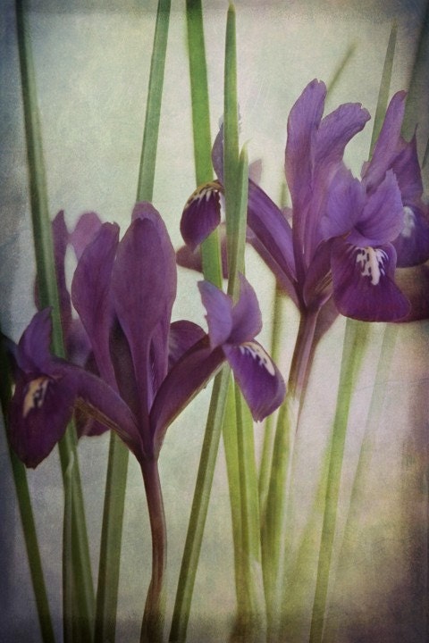 Companions... two purple iris flower vintage style garden photograph
