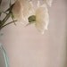 new beginnings... white roses in vase fine art flower photo from leapinggazelle