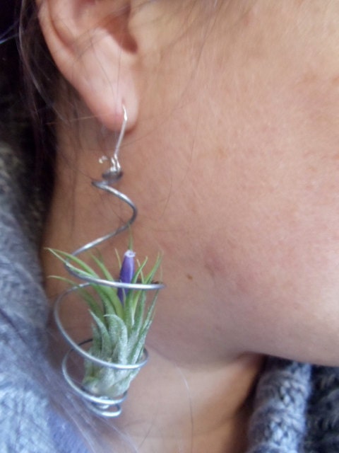 Pair of Air Plant Earrings