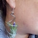 Pair of Air Plant Earrings