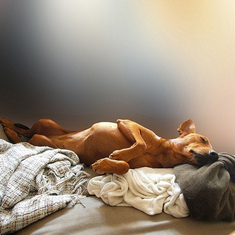 317 SLEEPY - PHOTOGRAPH - SIGNED AND NUMBERED 14 x 14 cm / 5.5 x 5.5 inch ISSUE 20 EX.
