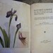 Vintage 1900 Illustrated Nature's Garden Reference Book from Rustysecrets