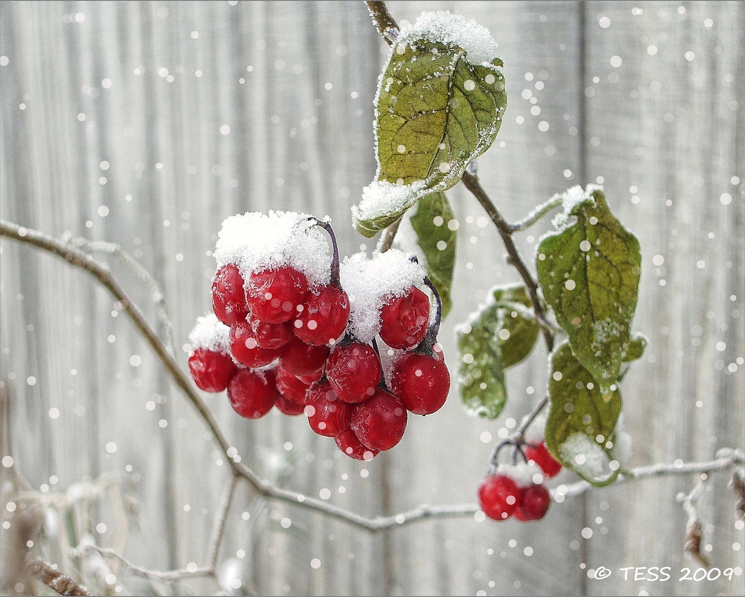 Winter Berries Photo - 8 x 10 Snow Berries - Winter Photography - Frosty Red - Christmas Photography - PhotographybyTess