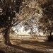 Sepia Golden Country Evening - Landscape Photography -  8 x 12 Photo - Matted And Ready For Framing