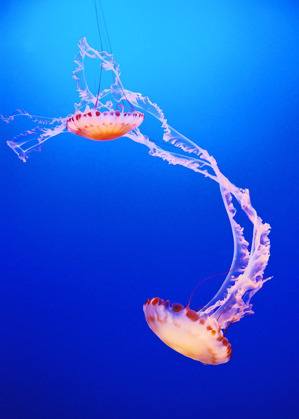 Dancing Jelly-Jellyfish-Purple-Striped Jelly-Fine Art Photography--35X24 Gallery Wrap Canvas Giclee