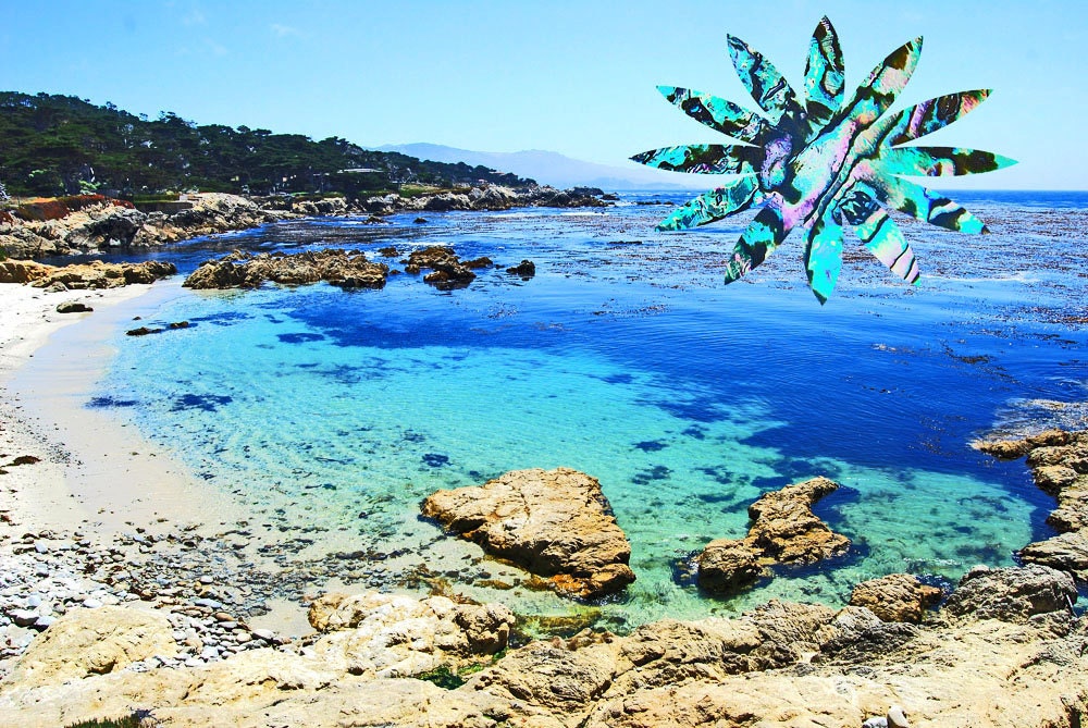 Cypress Point-Monterey Peninsula-California Coast-photograph-8X10