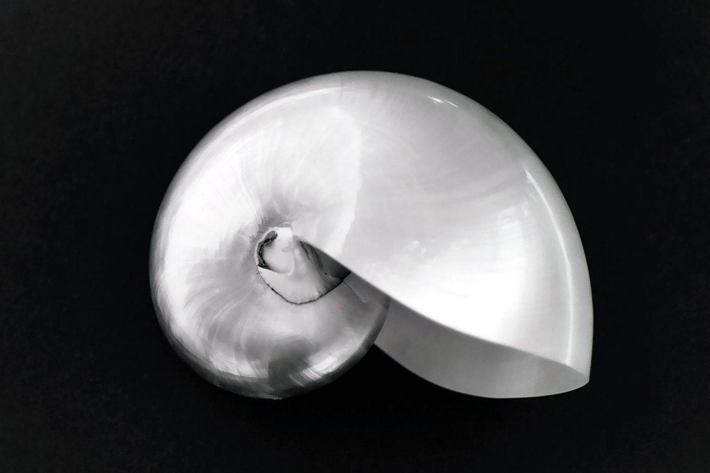 Pearly Nautilus Sea Shell- Black and White Photography-Macro Sea Shell-18X24 Gallery Wrap Canvas Giclee