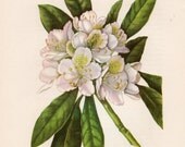 VIntage Botanical wildflower print Great  Laura Plate  135 Circa  1954  Got That 40s Hollywood  Glam Look        LOOK