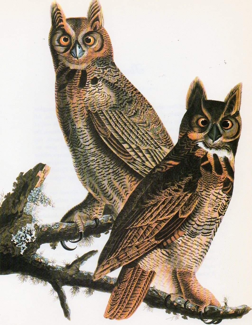 GREAT HORNED OWL AUDUBON PRINT GREAT FOR THE by LoveElizabeth