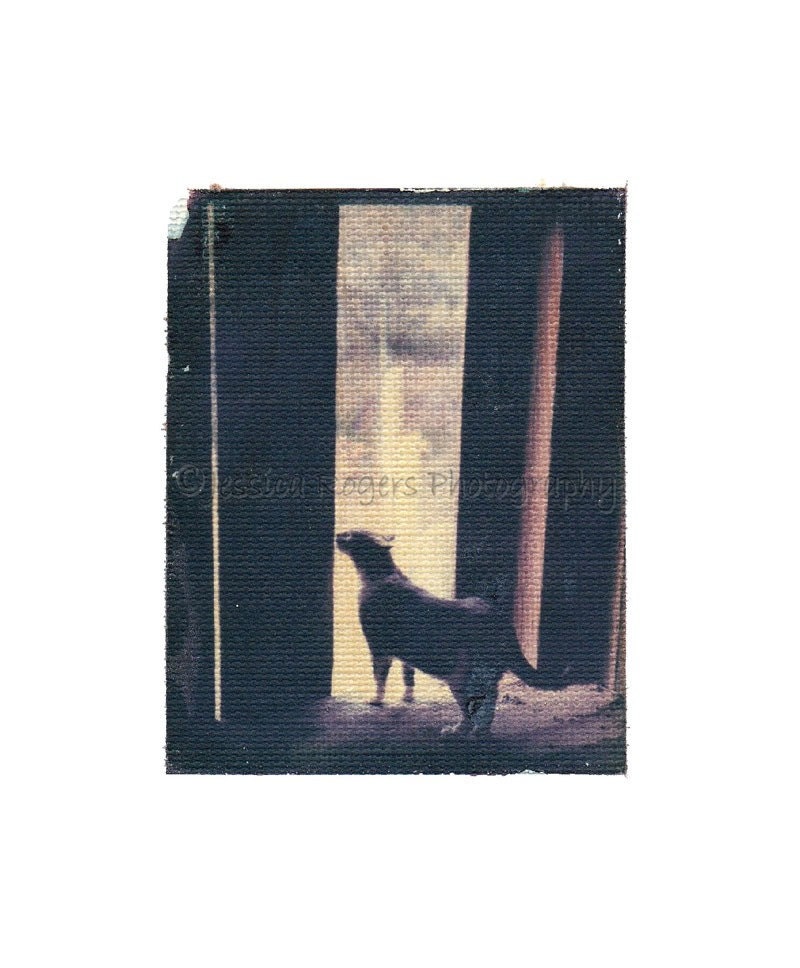 Barn Cat in Door, Polaroid Transfer Reprint, 5x7