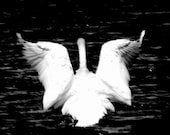 Swan Aceo Photo Spread Your Wings 2.5x3.5 inches