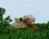 Flying Pheasant Photo - 5x7 inch Matte Photograph