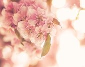 Pink Lemonade 8 x 8 Fine Art Photograph - pale pastel spring flower floral romantic dreamy home decor print