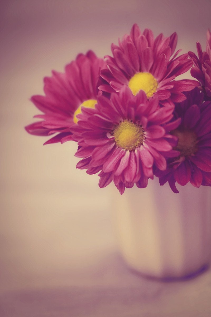 Blush - 8 x 12 Fine Art Photograph - romantic shabby chic cottage style pink rose flower floral daisy spring summer home decor print