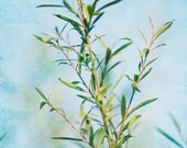 Turquoise Leaves - 4 x 6 Fine Art Photograph - summer fresh blue emerald tree unisex home decor print