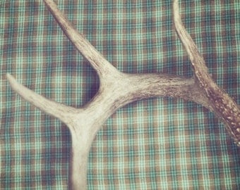Antler - 8 x 10 Fine Art Photograph - teal turquoise green plaid antlers rustic home decor print