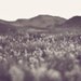 In The Desert - 8 x 8 Fine Art Photograph