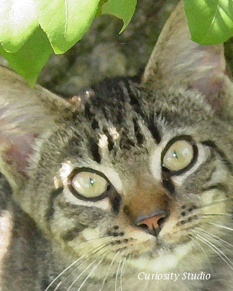 King Richard the Cat Fine Art Photography Print
