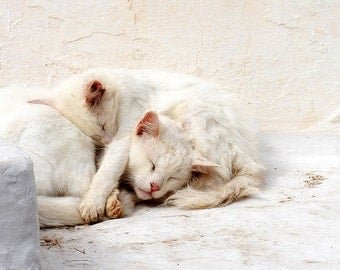 White Cats Fine Art Print