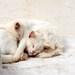 White Cats Fine Art Print