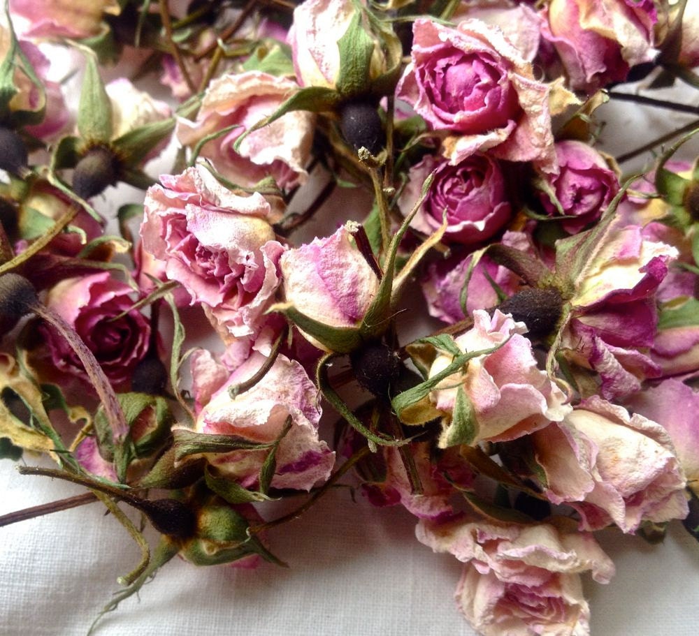 Dried Rosebuds Miniature Cecile Brunner Pink Roses Organic from My Oregon Garden.
