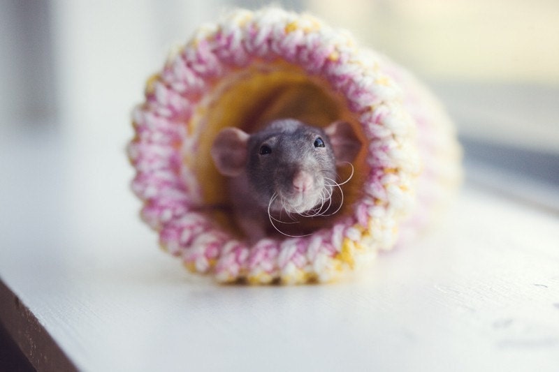 small rat hamster gerbil bed