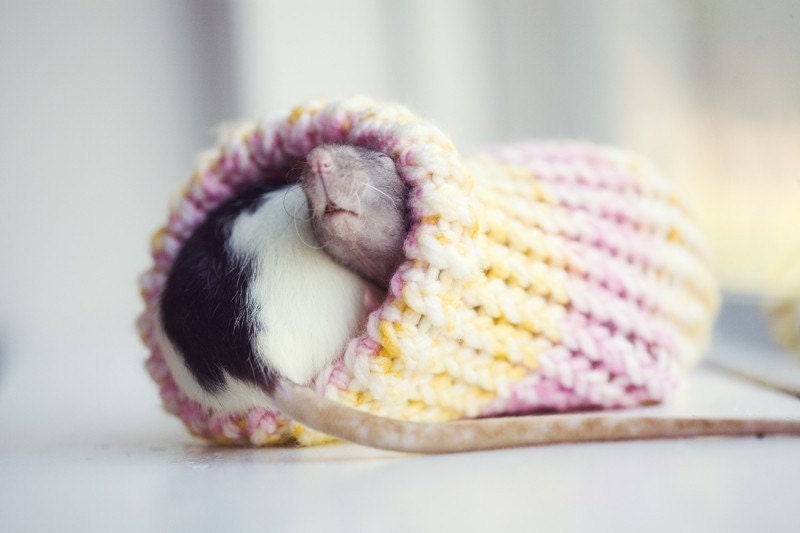 small rat hamster gerbil bed