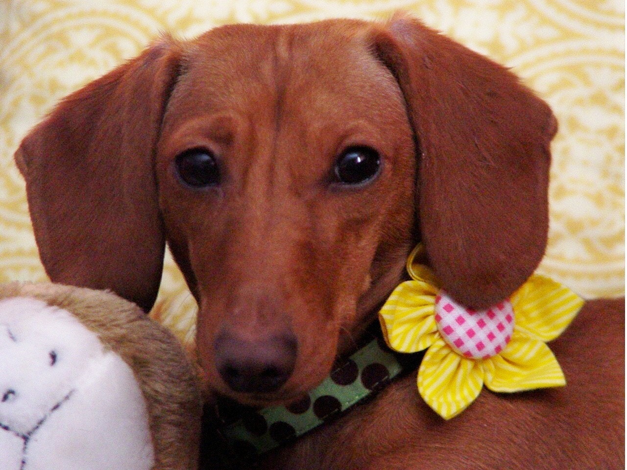 Dog Collar Flower