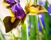 Wild Iris Card