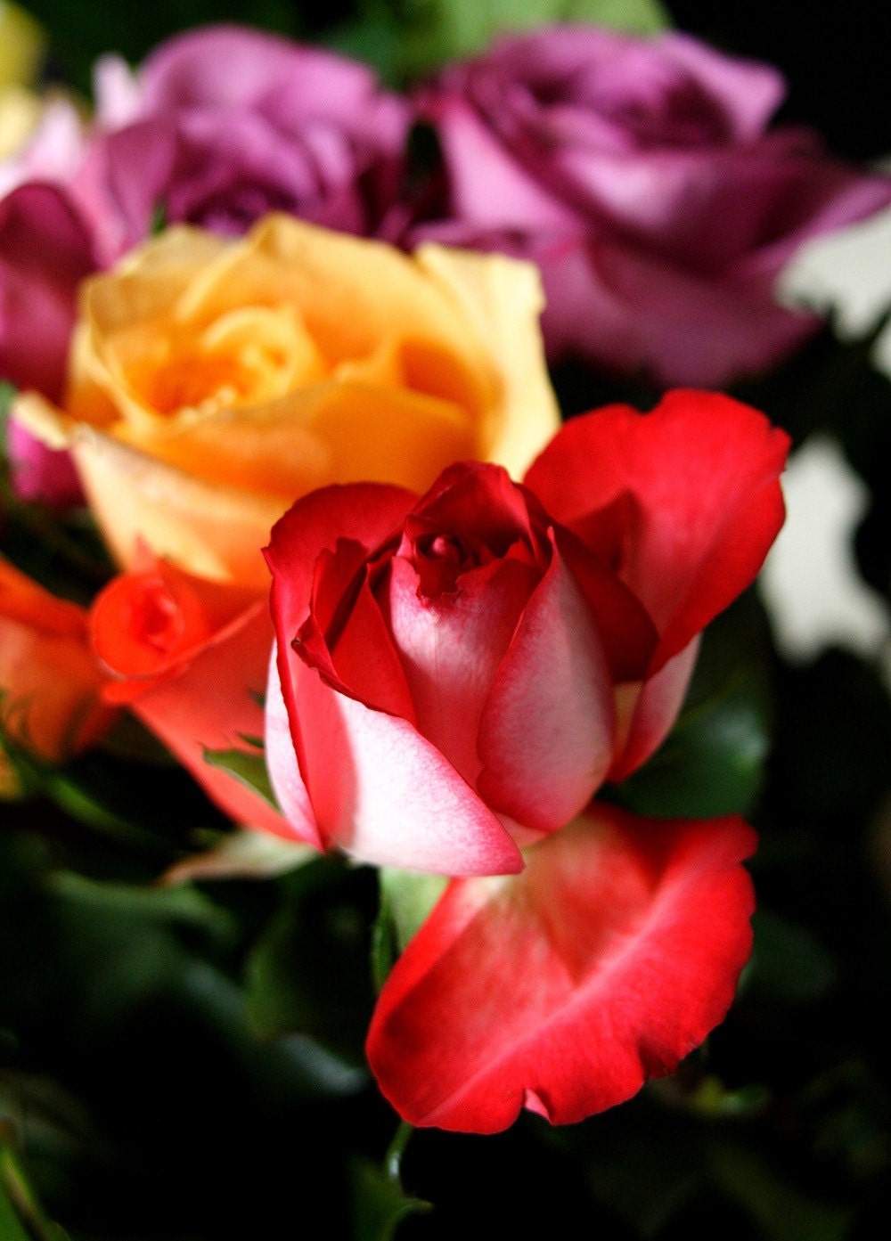 Roses Photo Art Card