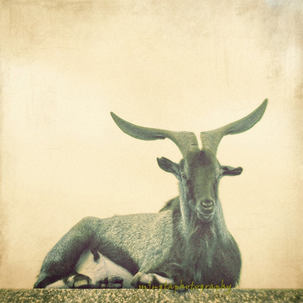 Pretty Horny - A Handsome Horny Goat Antler nursery for him for him for her abstract make love make out love sex Fine Art Print 8x8