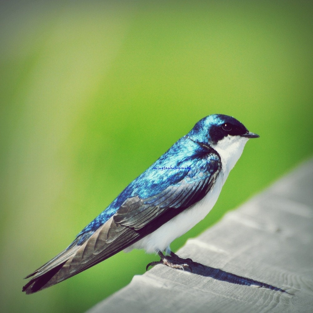 Swallow in Blue - Tree Swallow decor blue feathers feathered friends love fly with me in blue shining blue Fine Art Print 8x8