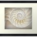 Ocean Dreaming - Nautilus Shell treasury Beach lover Valentines day gift for BF GF beach house decor Fine Art Print 20x30 - Limited 3/50