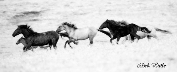 Firestorms Run - Wild Mustangs - 7x17 Original Fine Art Photograph