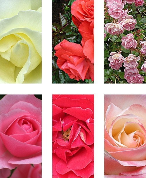 Digital Collage Sheet Roses In Bloom  1x2 inch   - Printable PDF