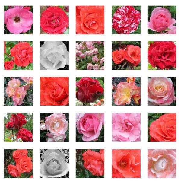 Digital Collage Sheet  - Roses In Bloom 1 inch  and 7/8 inch Squares -  PDF
