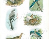 Beautiful Bird Illustration - Some of the Most Interesting American Birds - Vintage Children's Book Plat
