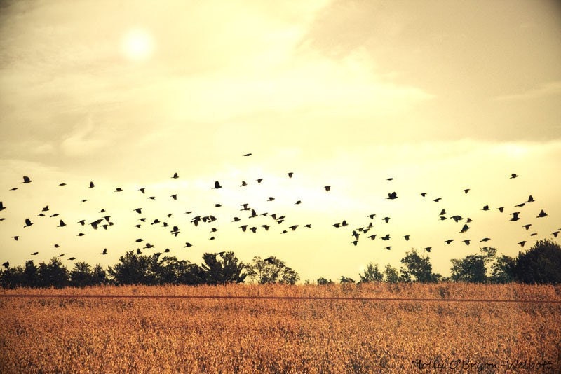 Landscape Photography, Golden Landscape Photograph, over wheat field  black crows flying over field 5x7 gift print