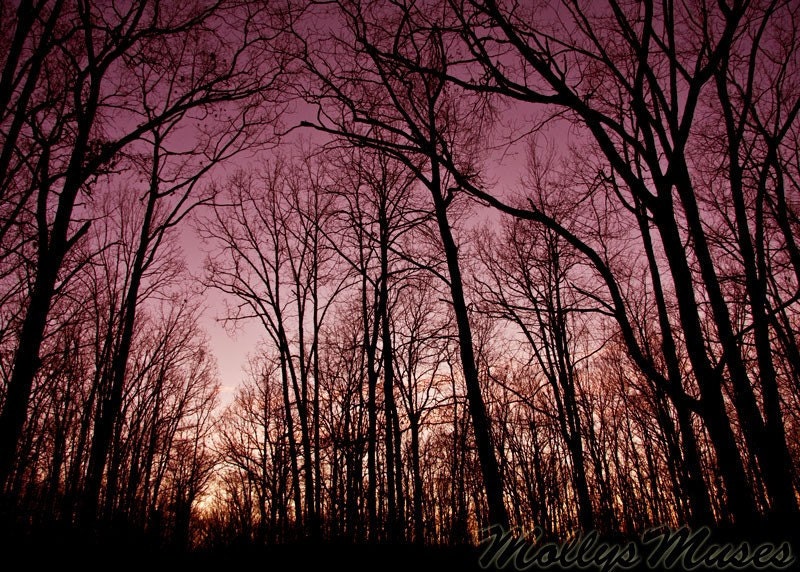 Purple Forest, Landscape Photograph, Radiant Orchid,  Night Sky Print, Home Decor, Surreal Photo, Tree photography, Woodland, Romantic - MollysMuses