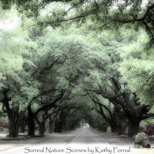 Nature Photography - Surreal Romantic Trees, Dreamy Trees Nature, Charleston Trees, Fine Art Photograph 8" x 8"