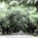 Nature Photography - Surreal Romantic Trees, Dreamy Trees Nature, Charleston Trees, Fine Art Photograph 8" x 8"