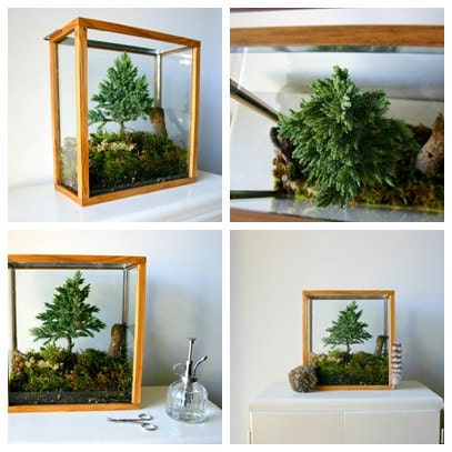 Miniature Forest Plant Kit For Terrarium