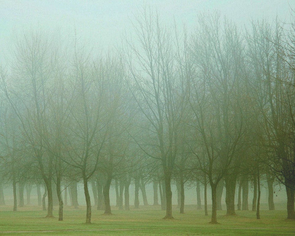 Landscape photo, foggy emerald spring green woodland, nature, trees, forest, wall art home decor - Misty Morning 8 x 10