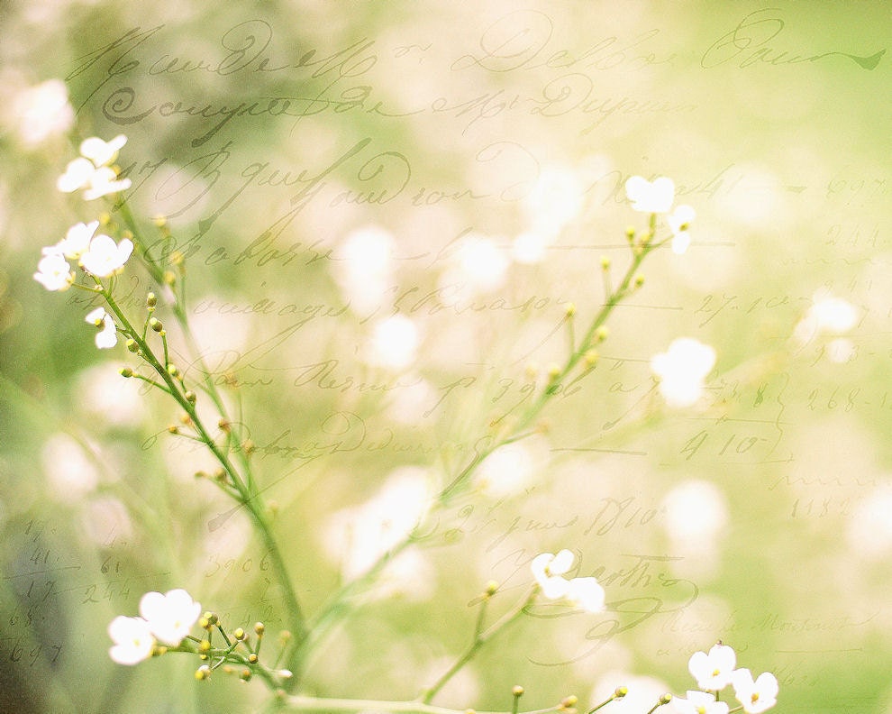 White flowers, dreamy meadow, yellow green, spring, cottage chic, garden home decor wall art - Delicate 8 x 10