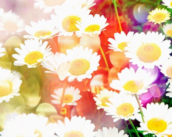Dreamy flowers meadow red blue green yellow  summer bokeh sunlight floral nature -  Daisies 8 x 10
